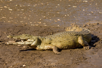 Cocodrilo en Kenya, África