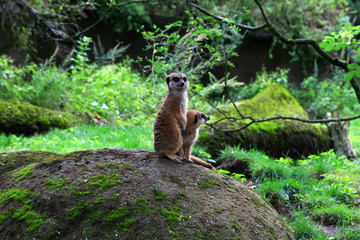 Obraz premium Meerkat also known as Suricate in nature