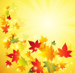 Obraz premium Autumn maple leaves background