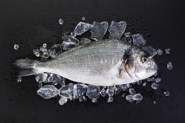 Raw gilt-head bream with crushed ice on slate