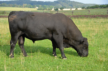 Aberdeen-Angus cattle  breeding bull grazing in the meadow