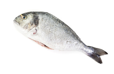 Dorade or gilt-head bream isolated on white