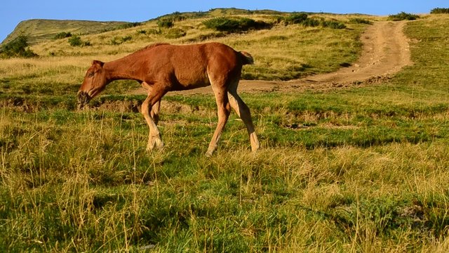Foal lies in field, stands up and walks out of frame at dawn