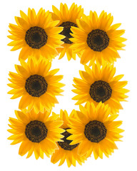 Blooming sunflower in a rectangle isolated on a white background