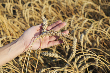 Wheat ears in hand