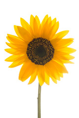 One single blooming sunflower with green stem isolated on a white background