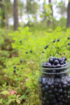 Blueberries in glass jar. Forest in Scandinavia, Finland.