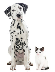 Dalmatian black and white sitting dog and black and white kitten cat isolated on a white background - obrazy, fototapety, plakaty