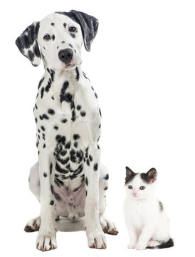 Dalmatian black and white sitting dog and black and white kitten cat isolated on a white background