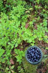 Blueberries in glass jar. Forest in Scandinavia, Finland.