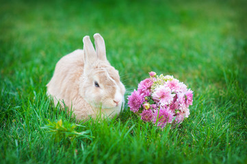 Easter bunny with bouquet of flowers in a meadow