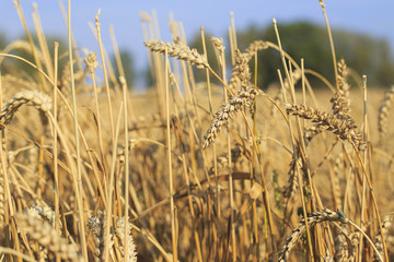Wheat on the field 
