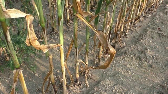 Dry drought stricken farm corn field 
