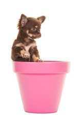 Cute chihuahua puppy dog sitting in a pink flowerpot isolated on a white background looking up
