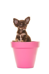 Cute chihuahua puppy dog sitting in a pink flowerpot isolated on a white background looking up