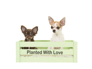 Two cute chihuahua dogs in a green crate with the text planted with love isolated on a white background