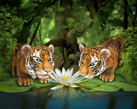 Two tigers sniffing lotus. Illustration
