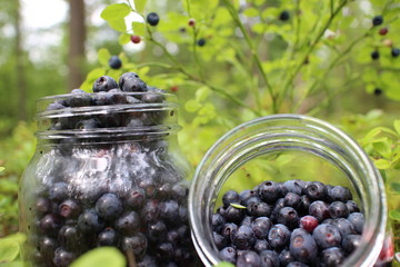 Blueberries in glass jar. Forest in Scandinavia, Finland.
