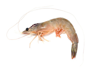 Fresh shrimp