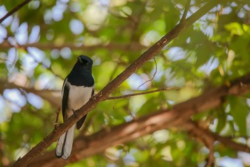 Oriental magpie robin bird can met in every park in Thailand