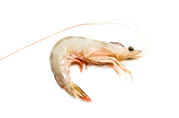 Fresh shrimp