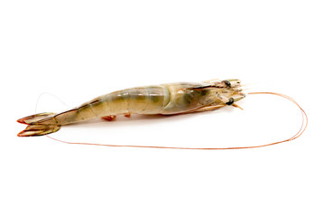 Fresh shrimp