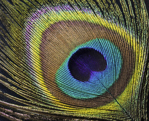 Obraz premium Tavus Kuşu Tüyü