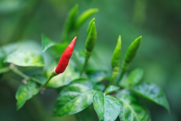 Fresh bird pepper is favorite in Thai food