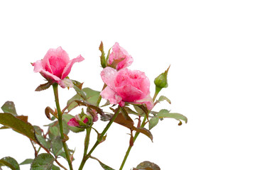 Obraz premium pink rose isolated on white background