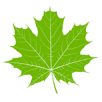 Green maple leaf. Isolated Vector