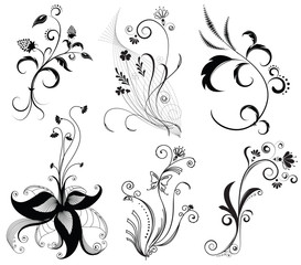 Vector floral decoration on white.Black graphic elements