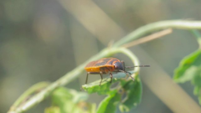 Red beetle sitting on plant