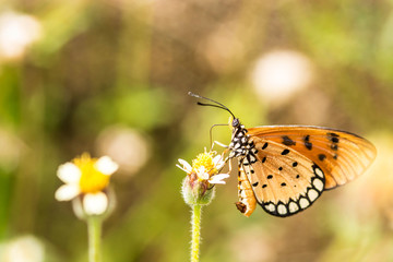 Closeup butterfly on flower