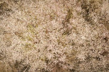 dry grass