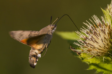 Taubenschwänzchen (Macroglossum stellatarum) © Rosemarie Kappler