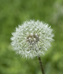 White dandelion