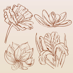 Set of hand painted sketch flowers.