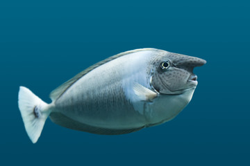 Unicorn Fish