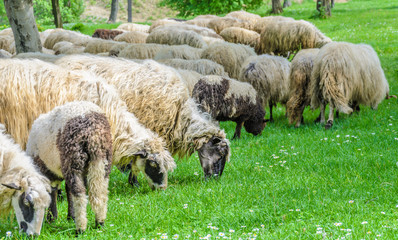 Flock of sheep grazing