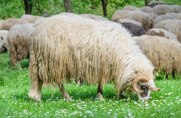 Old ram with flock of sheep grazing