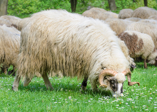 Old ram with flock of sheep grazing