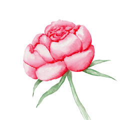 Isolated peony painted in watercolor on a white background