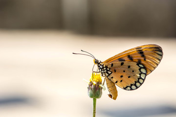 Closeup butterfly on flower