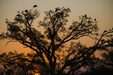 Aironi al tramonto