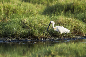 Eurasian spoonbill in Arugam bay lagoon, Sri Lanka