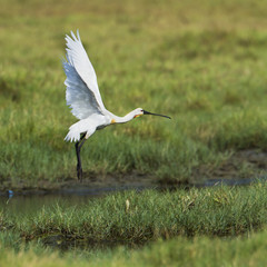 Eurasian spoonbill in Arugam bay lagoon, Sri Lanka