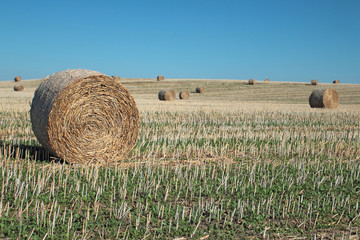 Field with harvested straw rolled in hudge bales