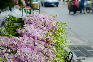 dendrobium  pompadour in flower market, Thailand
