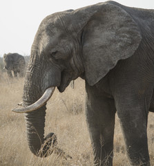 Elefanti nella savana