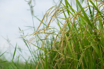 Rice field paddy focus